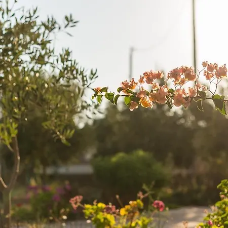 Patmos Netia * Szkála